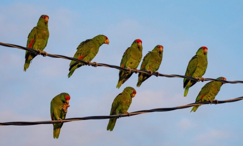 طوطیهای لسآنجلسی، پرنده فراری و غیربومی بیآزار 1 طوطی