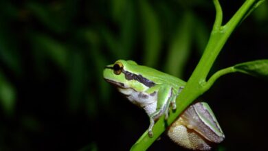 باکتری روده قورباغه سلول‌های سرطانی را نابود می‌کند