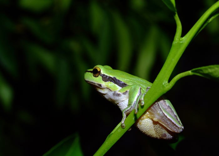 باکتری روده قورباغه سلول‌های سرطانی را نابود می‌کند