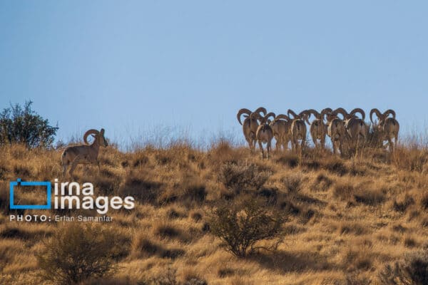 قوچمیشپازن 1