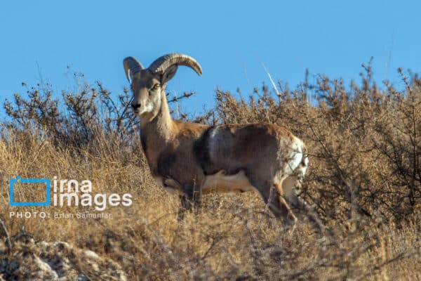 قوچمیشپازن 10