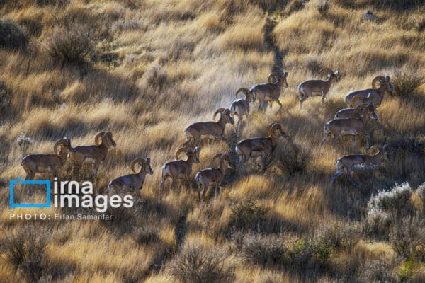 قوچمیشپازن 11