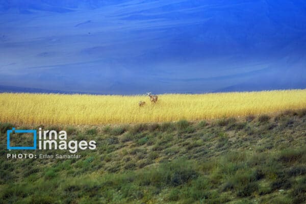 قوچمیشپازن 12