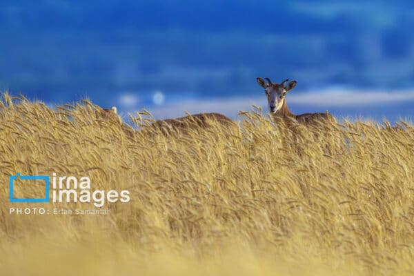 قوچمیشپازن 13