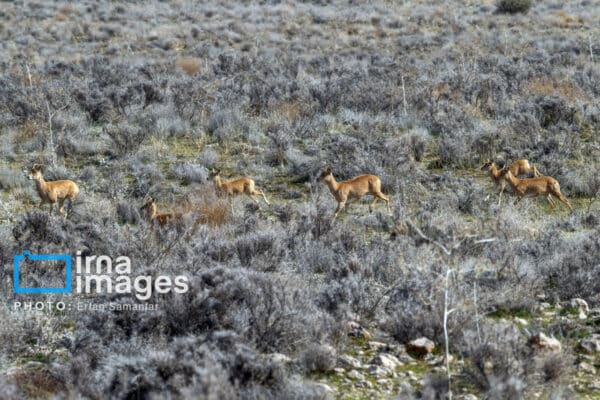 قوچمیشپازن 14