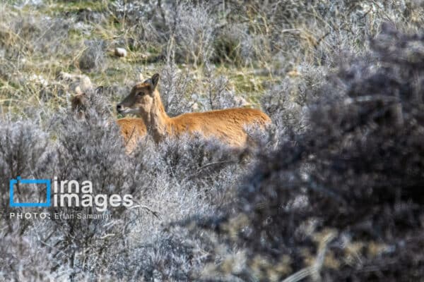 قوچمیشپازن 15