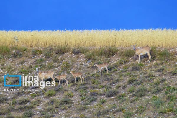 قوچمیشپازن 16