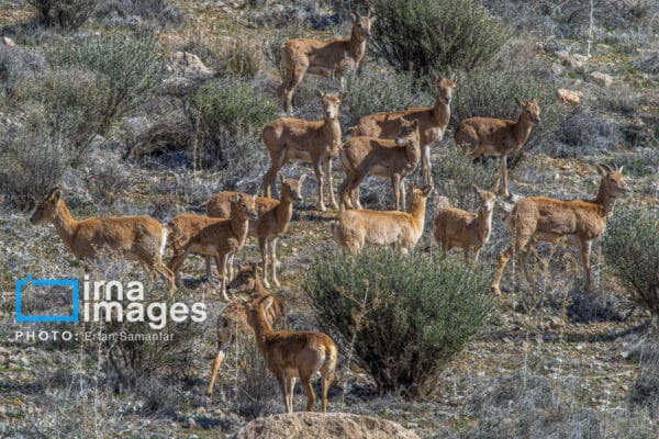 قوچمیشپازن 17