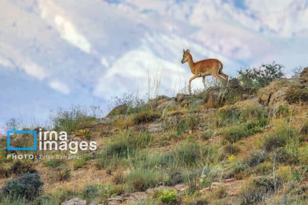 قوچمیشپازن 18