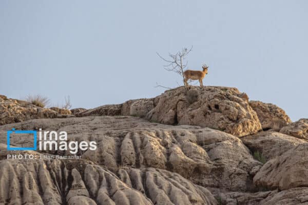 قوچمیشپازن 19