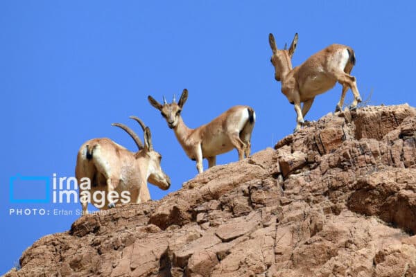 قوچمیشپازن 2