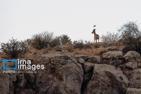 قوچمیشپازن 20