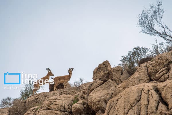 قوچمیشپازن 21