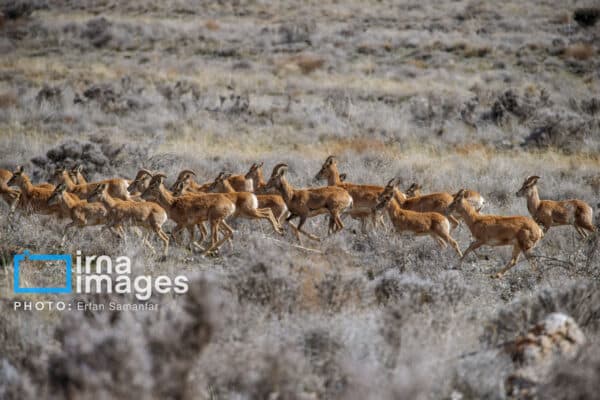 قوچمیشپازن 22