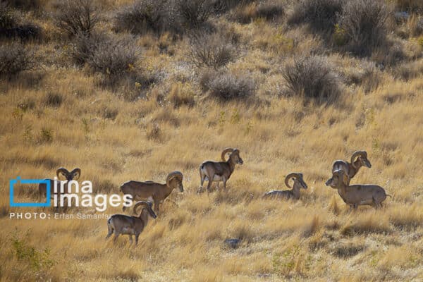 قوچمیشپازن 23