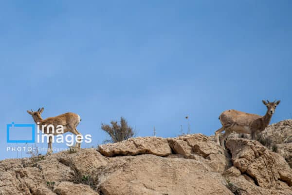 قوچمیشپازن 24