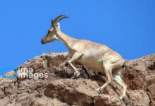 قوچها، میشها و پازنها سلاطین صخرههای البرز و زاگرس(+تصاویر) 20 قوچمیشپازن 25