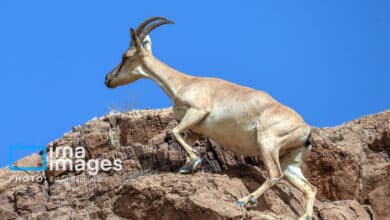 قوچمیشپازن 25