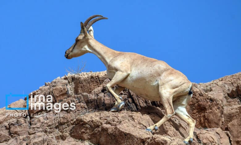 قوچمیشپازن 25