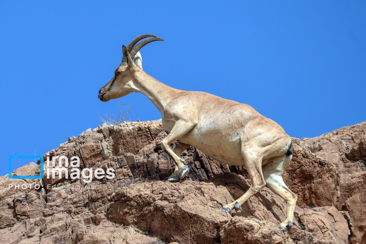 قوچ‌ها، میش‌ها و پازن‌ها سلاطین صخره‌های البرز و زاگرس(+تصاویر)