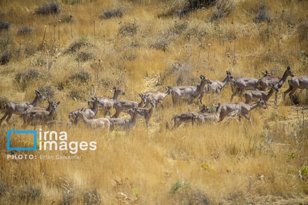 قوچمیشپازن 26