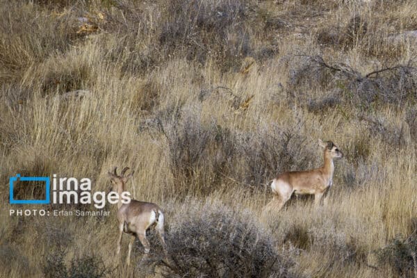 قوچمیشپازن 27