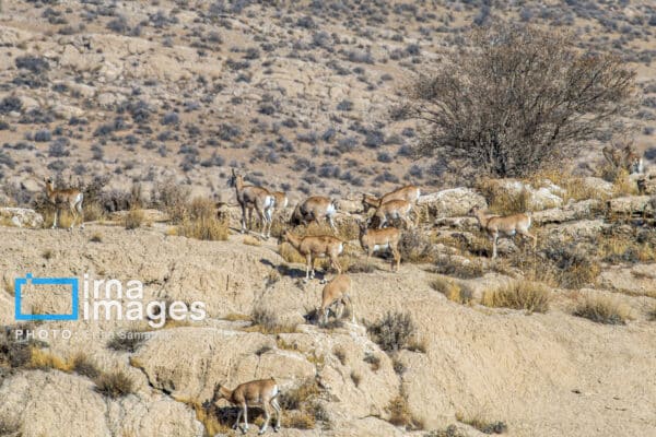 قوچمیشپازن 28