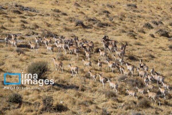 قوچمیشپازن 29