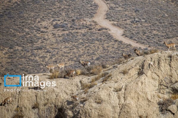 قوچمیشپازن 3