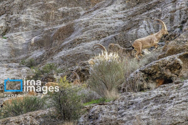 قوچمیشپازن 4