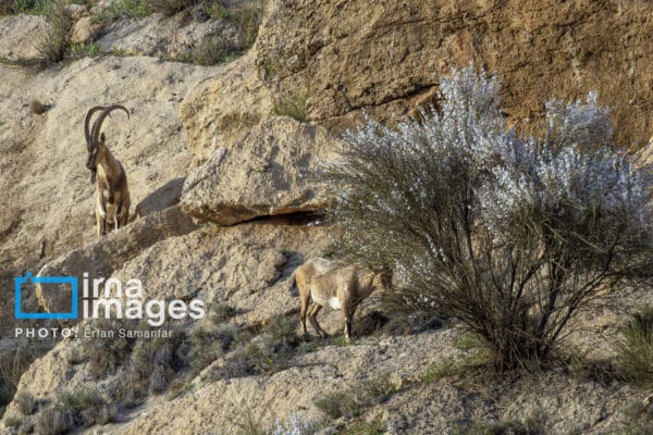 قوچمیشپازن 5