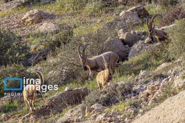 قوچمیشپازن 6