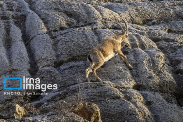 قوچمیشپازن 7