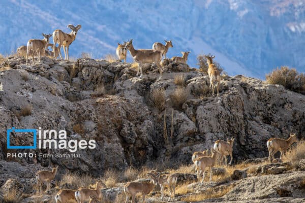 قوچمیشپازن 8