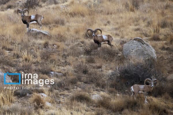 قوچمیشپازن 9