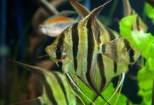 ماهیان زینتی 1