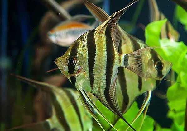 ماهیان زینتی 1