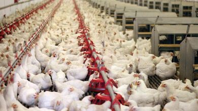 خرید نقدی مرغ با نرخ مصوب در فارس آغاز شد