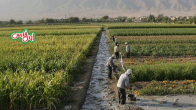 افزایش سطح زیر کشت مزارع با فاضلاب در شیراز با وجود صدور احکام قضایی 3 کشاورزی با فاضلاب