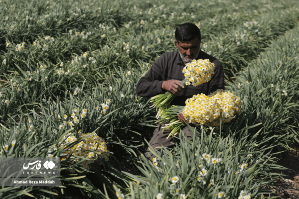 گل نرگسخفر 1