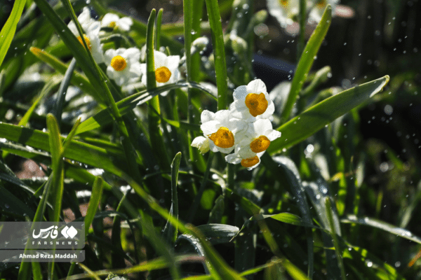 گل نرگسخفر 10