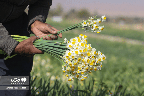 گل نرگسخفر 11