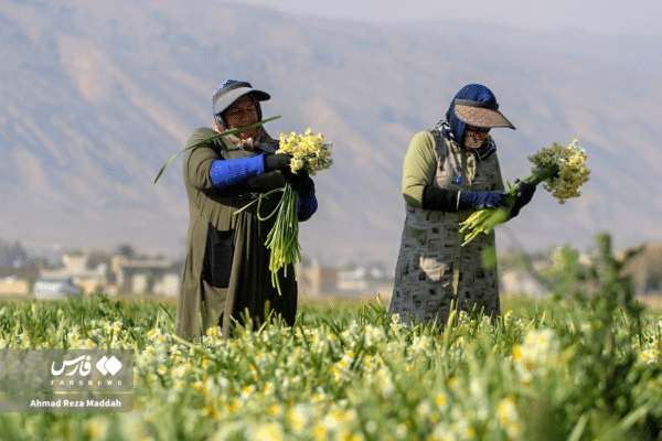 گل نرگسخفر 12