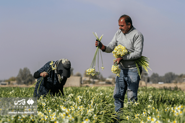 گل نرگسخفر 13