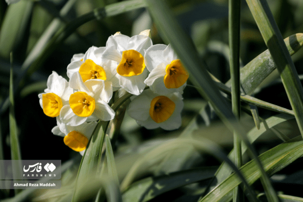 گل نرگسخفر 14