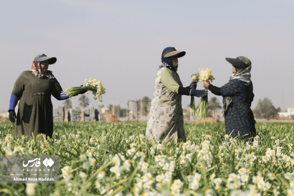 گل نرگسخفر 15