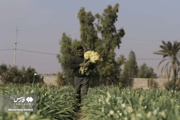 گل نرگسخفر 17