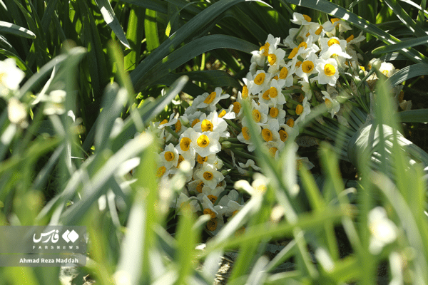 گل نرگسخفر 18