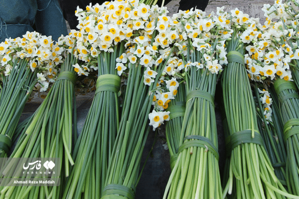 گل نرگسخفر 19