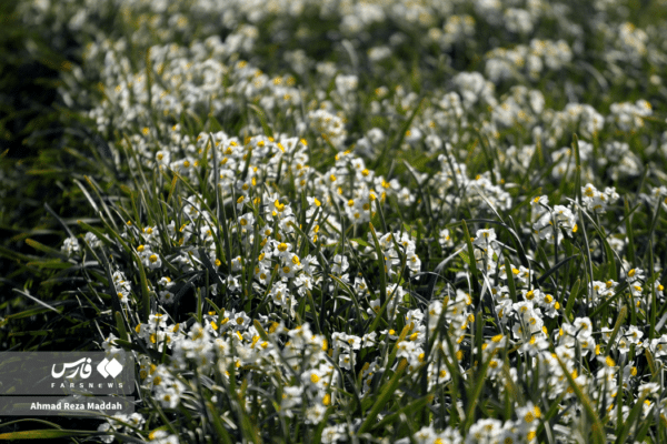 گل نرگسخفر 20